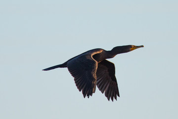 Double-crested cormorant flying  in North California in the golden sunset light