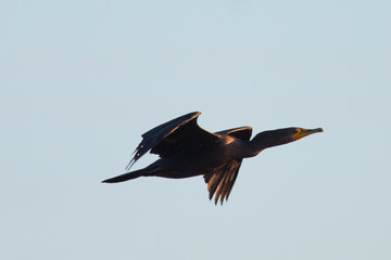 Double-crested cormorant flying  in North California in the golden sunset light