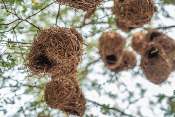 Nests
