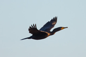 Double-crested cormorant flying  in North California in the golden sunset light
