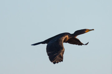 Double-crested cormorant flying  in North California in the golden sunset light