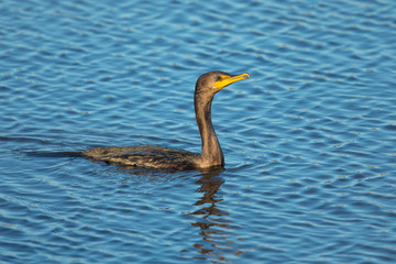 Double-crested cormorant,  seen in North California marsh just after a dive