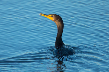 Double-crested cormorant,  seen in North California marsh just after a dive
