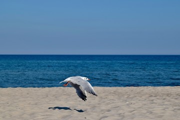 Bird flying over the sea