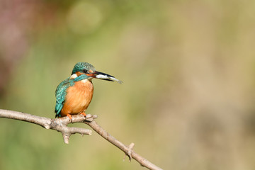 カワセミの食事
