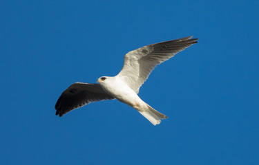 Obraz premium close view of a white-tailed kite flying in the wild