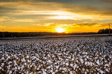 Land of Cotton