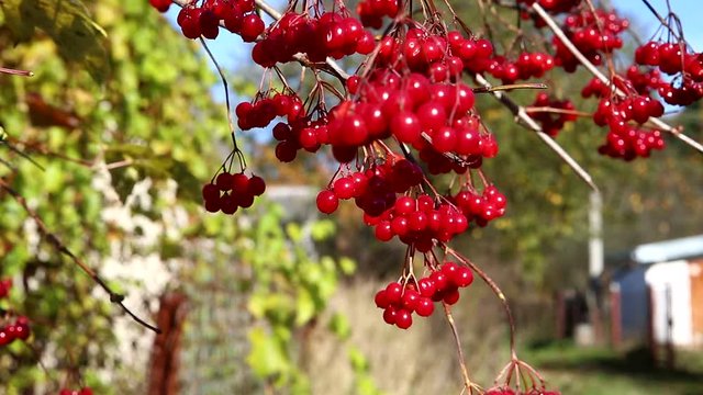 viburnum, a branch of a viburnum
