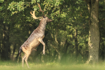 Male fallow deer Dama Dama stand up straight on hind legs.