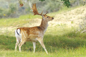 Naklejka na ściany i meble Big Fallow deer buck with large antlers walking in a forest
