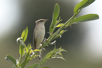 Sedge Warbler bird, Acrocephalus schoenobaenus, singing