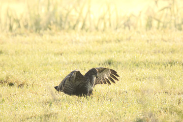 Buzzard Buteo buteo catch a prey during a foggy sunset