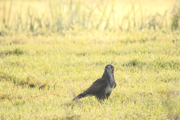 Buzzard Buteo buteo catch a prey during a foggy sunset