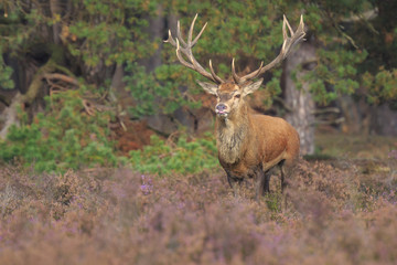Naklejka na ściany i meble Red deer Cervus elaphus buck in moorland close up