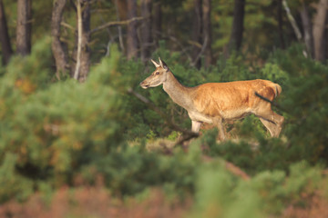 Naklejka na ściany i meble Female Red deer doe Cervus elaphus close up