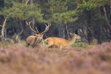 Red deer stag Cervus elaphus chasing female does.