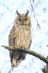 Long eared owl (Asio otus) bird of prey perched in a tree