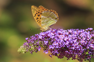 Silver-washed fritillary (Argynnis paphia) butterfly feeding on a purple butterfly bush Buddleja davidii