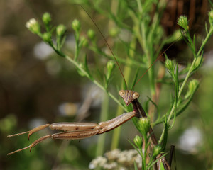Praying Mantis closeup