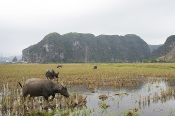 Some buffaloes are grazing in a field in Hanoi, Vietnam.