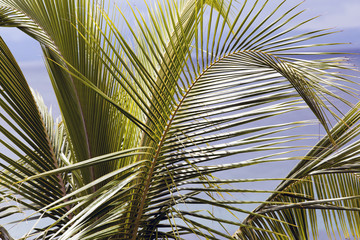 A beautiful palm tree and blue sky in Puerto Rico