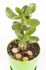 Feng shui money tree or crasula ovata with euro metal coins in the soil