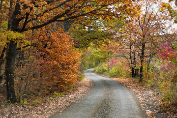 Fototapeta premium Vibrant color autumn forest and a curvy road