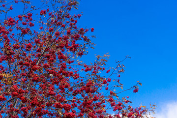 Rowan berries on a branch with autumn leaves