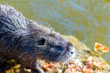 Nice big coypu in a pond in a water