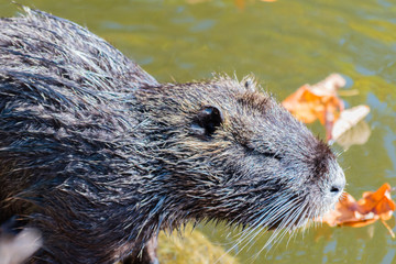 Nice big coypu in a pond in a water