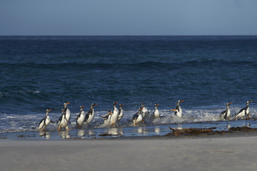 Gentoo Penguins (Pygoscelis papua) coming ashore after feeding at sea on Sea Lion Island in the Falkland Islands.