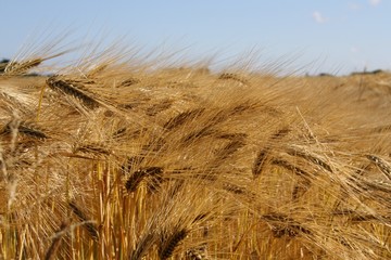 Weizenfeld
