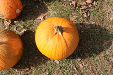 Pumpkin With Shadow