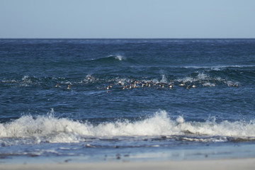Gentoo Penguins (Pygoscelis papua) coming ashore after feeding at sea on Sea Lion Island in the Falkland Islands.