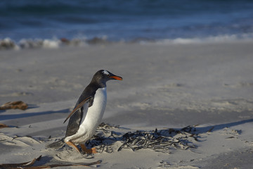 Gentoo Penguin (Pygoscelis papua) on a sandy beach on Sea Lion Island in the Falkland Islands.