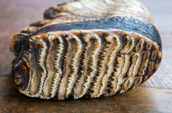 Fototapeta animal tooth elephant