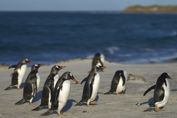 Obraz premium Gentoo Penguins (Pygoscelis papua) on a sandy beach on Sea Lion Island in the Falkland Islands.
