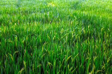 Green agricultural land Rice fields