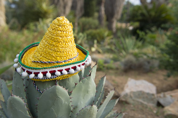 Spanish cactus with hat