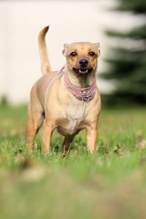 Old bitch on your home backyard autumn