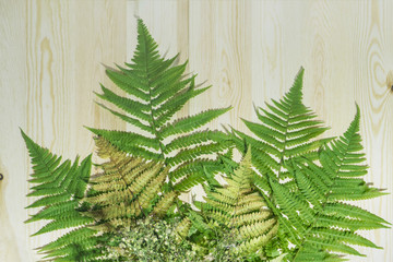 Fototapeta na wymiar Green leaf fern on a wooden background