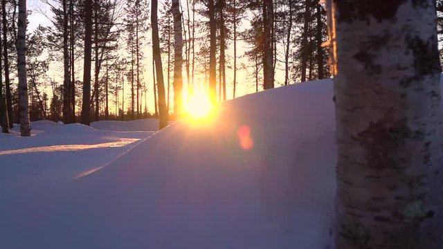 CLOSE UP: Glow of golden sunrise shining through bare treetops in beautiful birch forest on peaceful sunny winter morning. White snow blanket covering frosty wilderness at sunset in Lapland, Finland