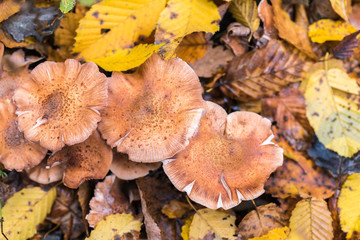 A handful of mushrooms Armillaria mellea, earth is covered with leaves, autumn