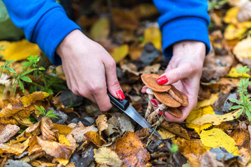 Mushroom picker collects Armillaria mellea in the middle of the autumn forest, carefully cut with a knife