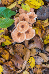 A handful of mushrooms Armillaria mellea, earth is covered with leaves, autumn