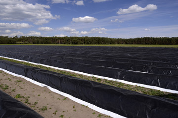 Spargelanbau in  Sachsen-Anhalt - Gemüsespargel  (Asparagus officinalis)