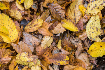 Earth is covered with colorful leaves of oak, hornbeam and other species of trees, autumn
