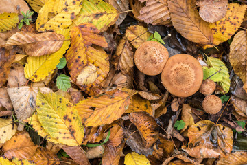 A handful of mushrooms Armillaria mellea, earth is covered with leaves, autumn