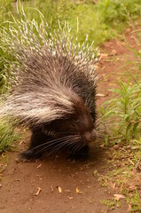 アフリカタテガミヤマアラシ