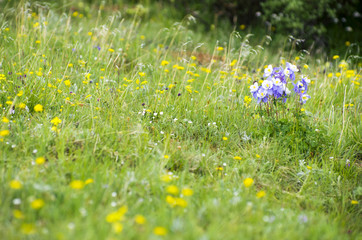 Guanella Pass Columbines